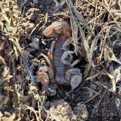 Urodacus manicatus (Black Rock Scorpion) at Whitlam, ACT - 18 Jul 2024 by Jiggy
