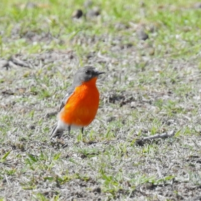 Petroica phoenicea (Flame Robin) at Kambah, ACT - 17 Jul 2024 by RodDeb