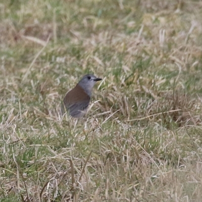 Colluricincla harmonica (Grey Shrikethrush) at Kambah, ACT - 17 Jul 2024 by RodDeb