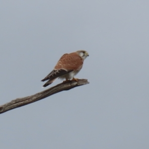 Falco cenchroides at Kambah, ACT - 17 Jul 2024 12:15 PM