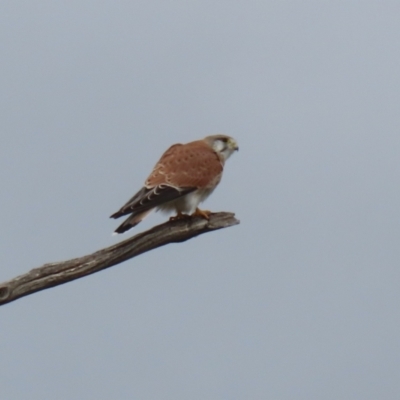 Falco cenchroides (Nankeen Kestrel) at Kambah, ACT - 17 Jul 2024 by RodDeb