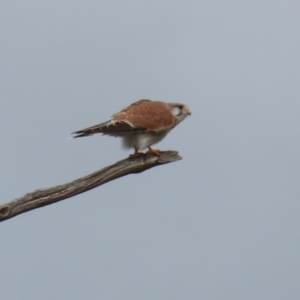 Falco cenchroides at Kambah, ACT - 17 Jul 2024 12:15 PM