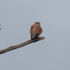 Falco cenchroides at Kambah, ACT - 17 Jul 2024 12:15 PM