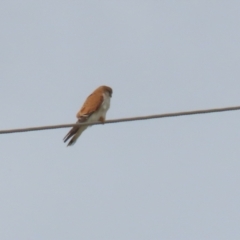 Falco cenchroides at Kambah, ACT - 17 Jul 2024 12:15 PM