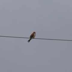 Falco cenchroides at Kambah, ACT - 17 Jul 2024 12:15 PM