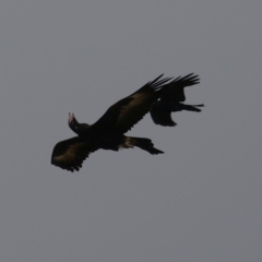 Aquila audax (Wedge-tailed Eagle) at Kambah, ACT - 17 Jul 2024 by RodDeb