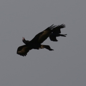 Aquila audax at Kambah, ACT - 17 Jul 2024