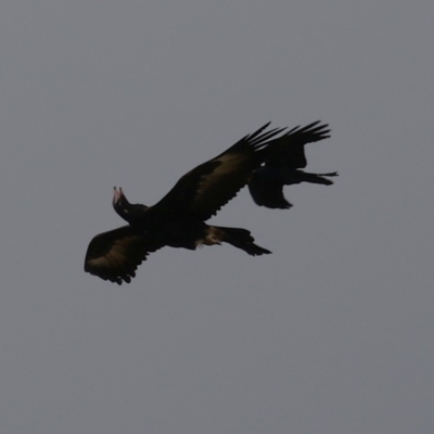 Aquila audax (Wedge-tailed Eagle) at Kambah, ACT - 17 Jul 2024 by RodDeb