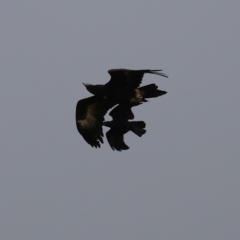 Aquila audax at Kambah, ACT - 17 Jul 2024