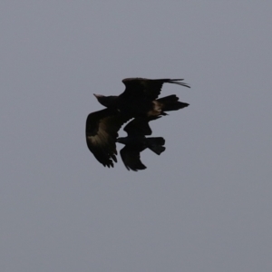 Aquila audax at Kambah, ACT - 17 Jul 2024 01:33 PM