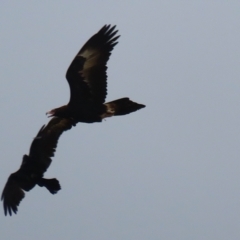 Aquila audax at Kambah, ACT - 17 Jul 2024