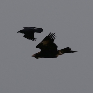 Aquila audax at Kambah, ACT - 17 Jul 2024 01:33 PM