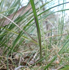 Lyperanthus suaveolens (Brown Beaks) at Aranda, ACT - 3 Jul 2024 by CathB