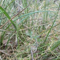 Lyperanthus suaveolens at Aranda, ACT - 3 Jul 2024