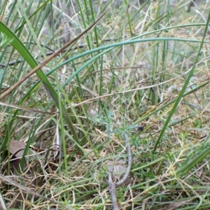 Lyperanthus suaveolens at Aranda, ACT - 3 Jul 2024