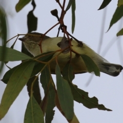 Smicrornis brevirostris (Weebill) at Kambah, ACT - 17 Jul 2024 by RodDeb