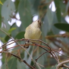 Smicrornis brevirostris at Kambah, ACT - 17 Jul 2024 12:54 PM