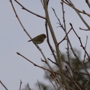 Smicrornis brevirostris at Kambah, ACT - 17 Jul 2024 12:54 PM