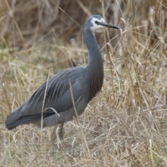 Egretta novaehollandiae (White-faced Heron) at Kambah, ACT - 17 Jul 2024 by RodDeb