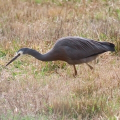 Egretta novaehollandiae at Kambah, ACT - 17 Jul 2024