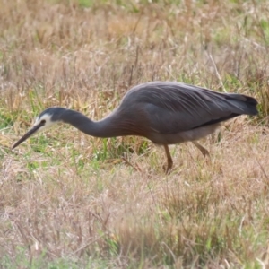 Egretta novaehollandiae at Kambah, ACT - 17 Jul 2024 12:58 PM