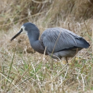 Egretta novaehollandiae at Kambah, ACT - 17 Jul 2024 12:58 PM