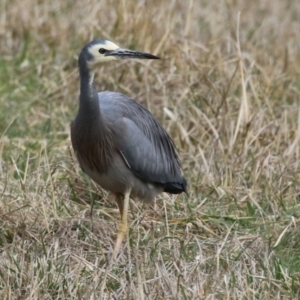 Egretta novaehollandiae at Kambah, ACT - 17 Jul 2024 12:58 PM