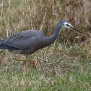 Egretta novaehollandiae at Kambah, ACT - 17 Jul 2024 12:58 PM