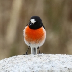 Petroica boodang (Scarlet Robin) at Kambah, ACT - 17 Jul 2024 by RodDeb