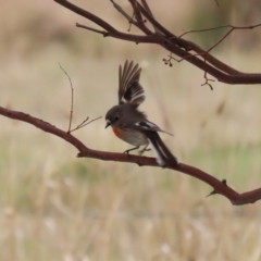 Petroica boodang at Kambah, ACT - 17 Jul 2024