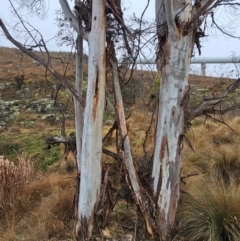 Eucalyptus viminalis (Ribbon Gum) at Whitlam, ACT - 17 Jul 2024 by Jiggy