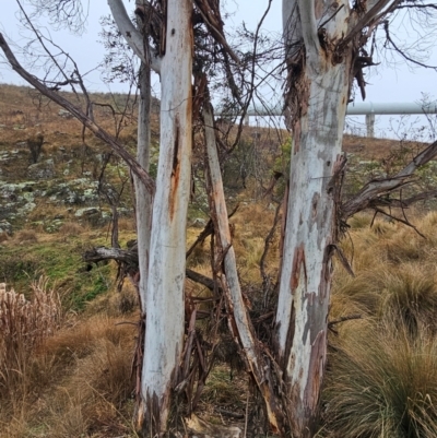 Eucalyptus viminalis (Ribbon Gum) at Whitlam, ACT - 17 Jul 2024 by Jiggy