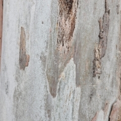 Eucalyptus viminalis at Whitlam, ACT - 18 Jul 2024