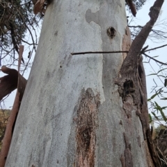 Eucalyptus viminalis at Whitlam, ACT - 18 Jul 2024 09:24 AM