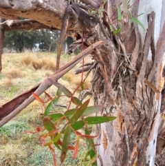 Eucalyptus viminalis at Whitlam, ACT - 18 Jul 2024 09:24 AM