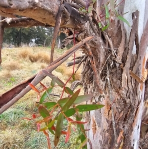 Eucalyptus viminalis at Whitlam, ACT - 18 Jul 2024