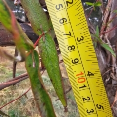 Eucalyptus viminalis at Whitlam, ACT - 18 Jul 2024