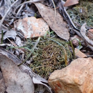 Caleana minor at Aranda, ACT - suppressed