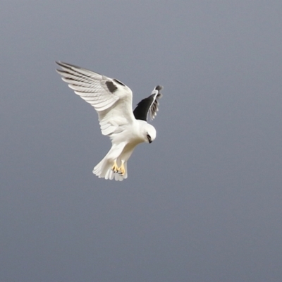 Elanus axillaris (Black-shouldered Kite) at Kambah, ACT - 17 Jul 2024 by RodDeb