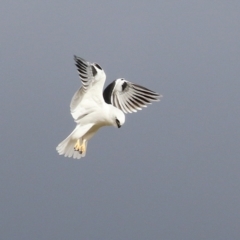 Elanus axillaris at Kambah, ACT - 17 Jul 2024