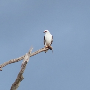 Elanus axillaris at Kambah, ACT - 17 Jul 2024 12:55 PM