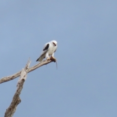 Elanus axillaris at Kambah, ACT - 17 Jul 2024 12:55 PM