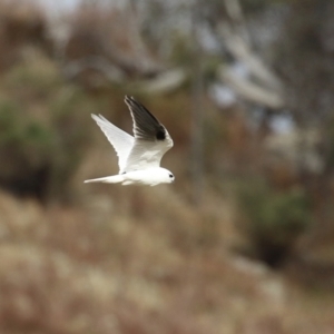 Elanus axillaris at Kambah, ACT - 17 Jul 2024