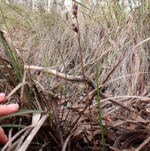 Calochilus montanus at Aranda, ACT - 10 Jul 2024