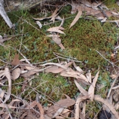 Cyrtostylis reniformis (Common Gnat Orchid) at Aranda, ACT by CathB