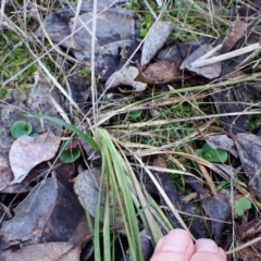 Corysanthes incurva (Slaty Helmet Orchid) at Aranda, ACT by CathB