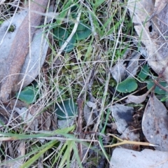 Pterostylis pedunculata (Maroonhood) at Aranda, ACT - 13 Jul 2024 by CathB