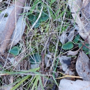 Pterostylis pedunculata at Aranda, ACT - suppressed