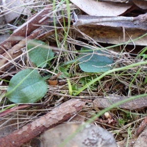 Pterostylis pedunculata at Aranda, ACT - suppressed