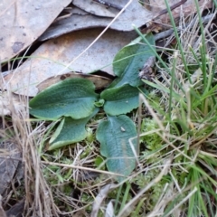 Pterostylis pedunculata at Aranda, ACT - suppressed